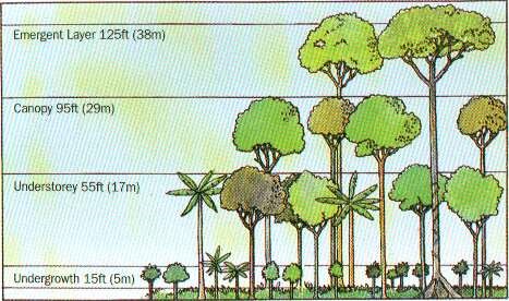 Layers of the Rainforest - The Tropical Rainforest